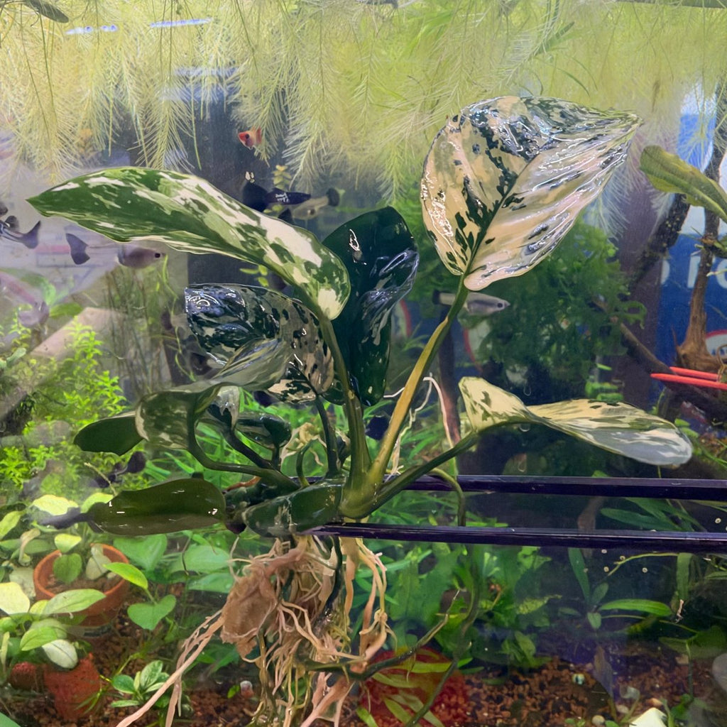 Anubias Varking