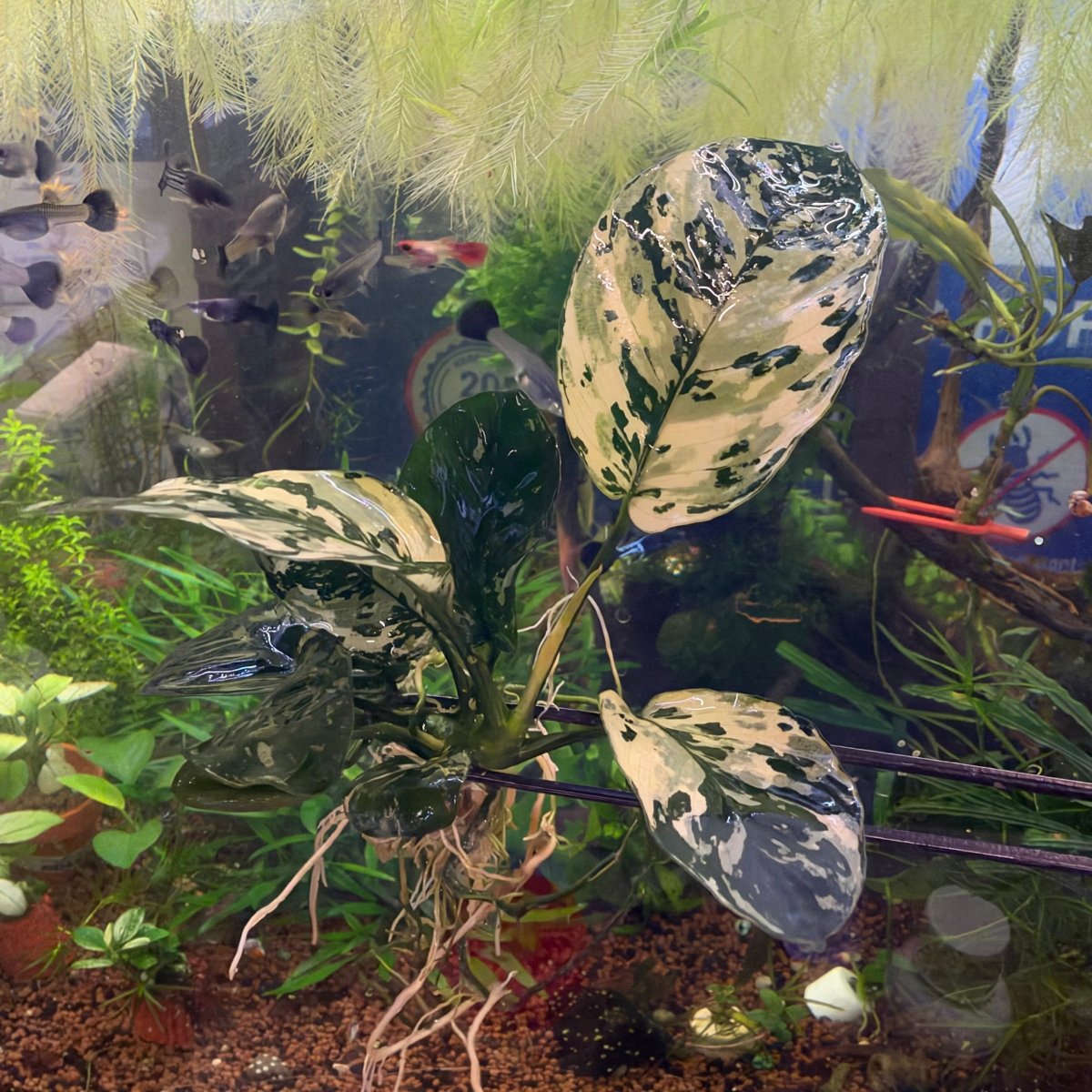 Anubias Varking