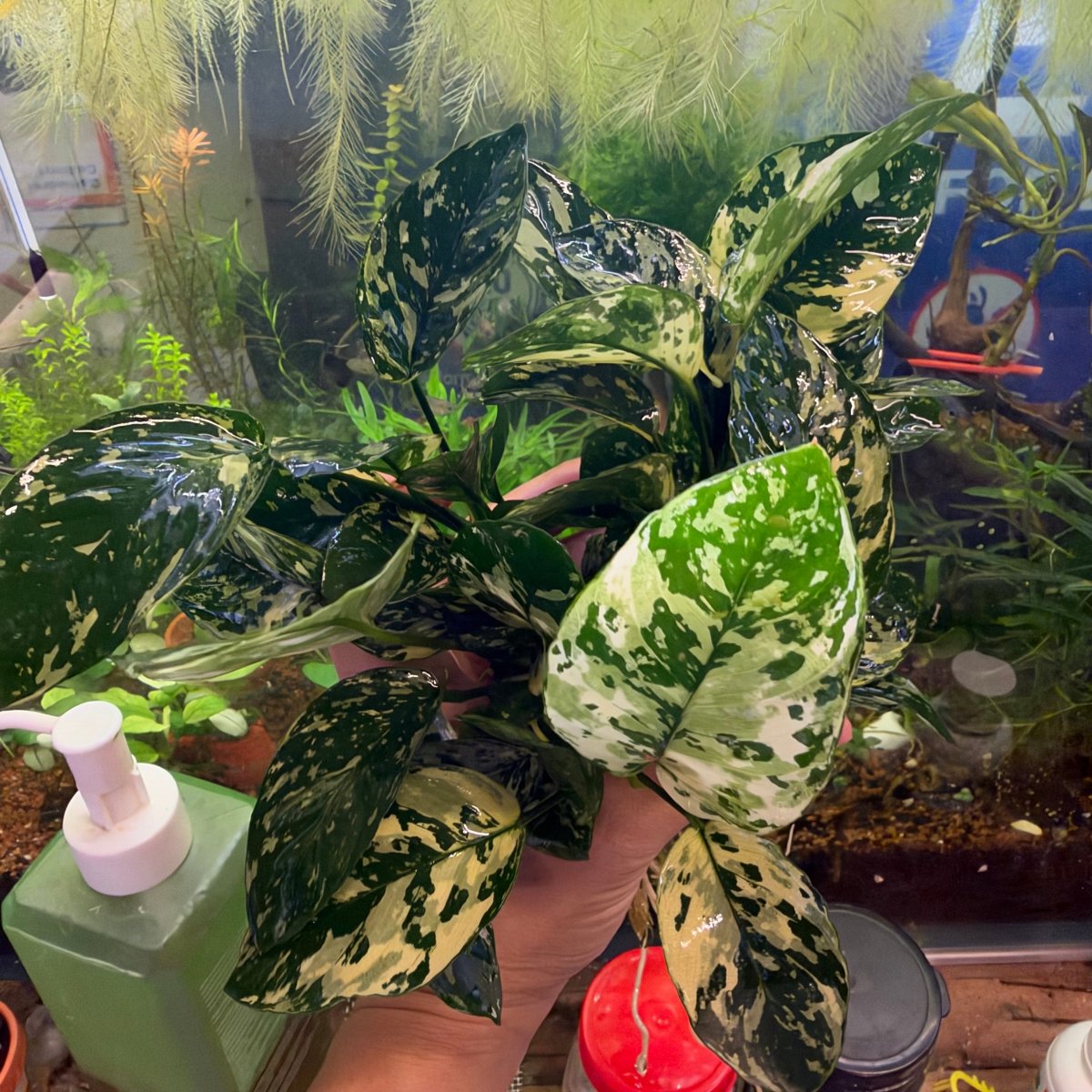 Anubias Varking