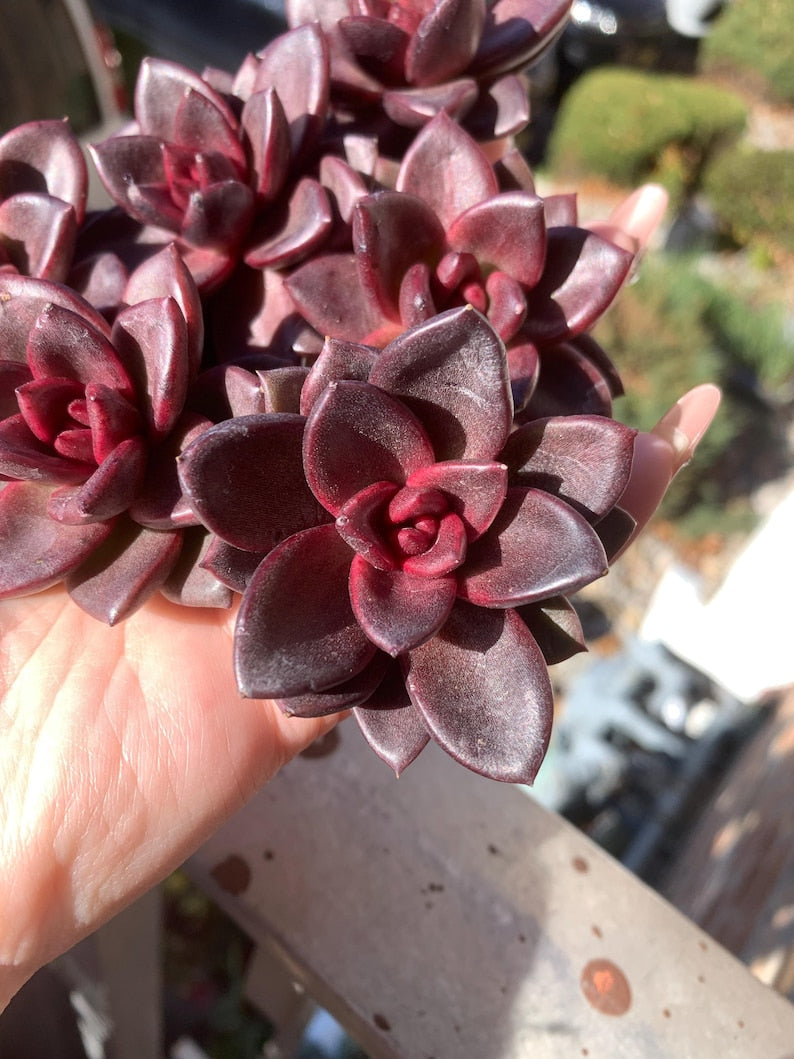 Echeveria 'Delight Rose' Live Succulent 1.5" in Diameter - Rare Rose-like Rosette Plant