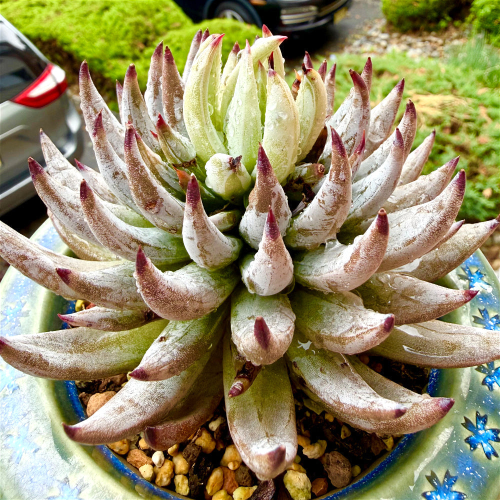 Echeveria unguiculata 4.5"-5" Rare Succulent - Boutique Live Plant WYSIWYG - Exact Plant Shown 1 of 1