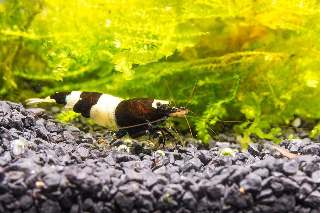 Black &amp; White Shrimp | The Little Aristocrat