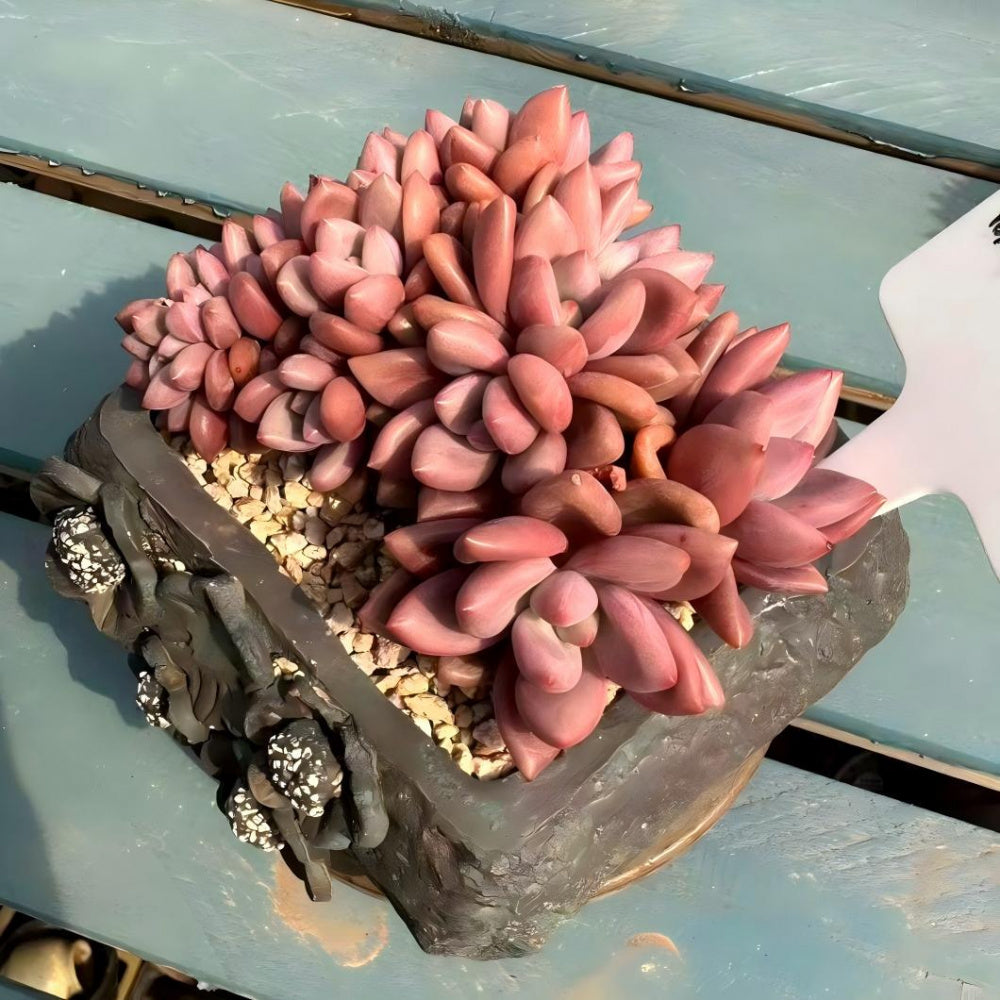 THY068-0040 Rare 4-year-old Large Live Succulent - Echeveria 'Peach Blossom Spring' - A Unique Gift For Plant Lovers