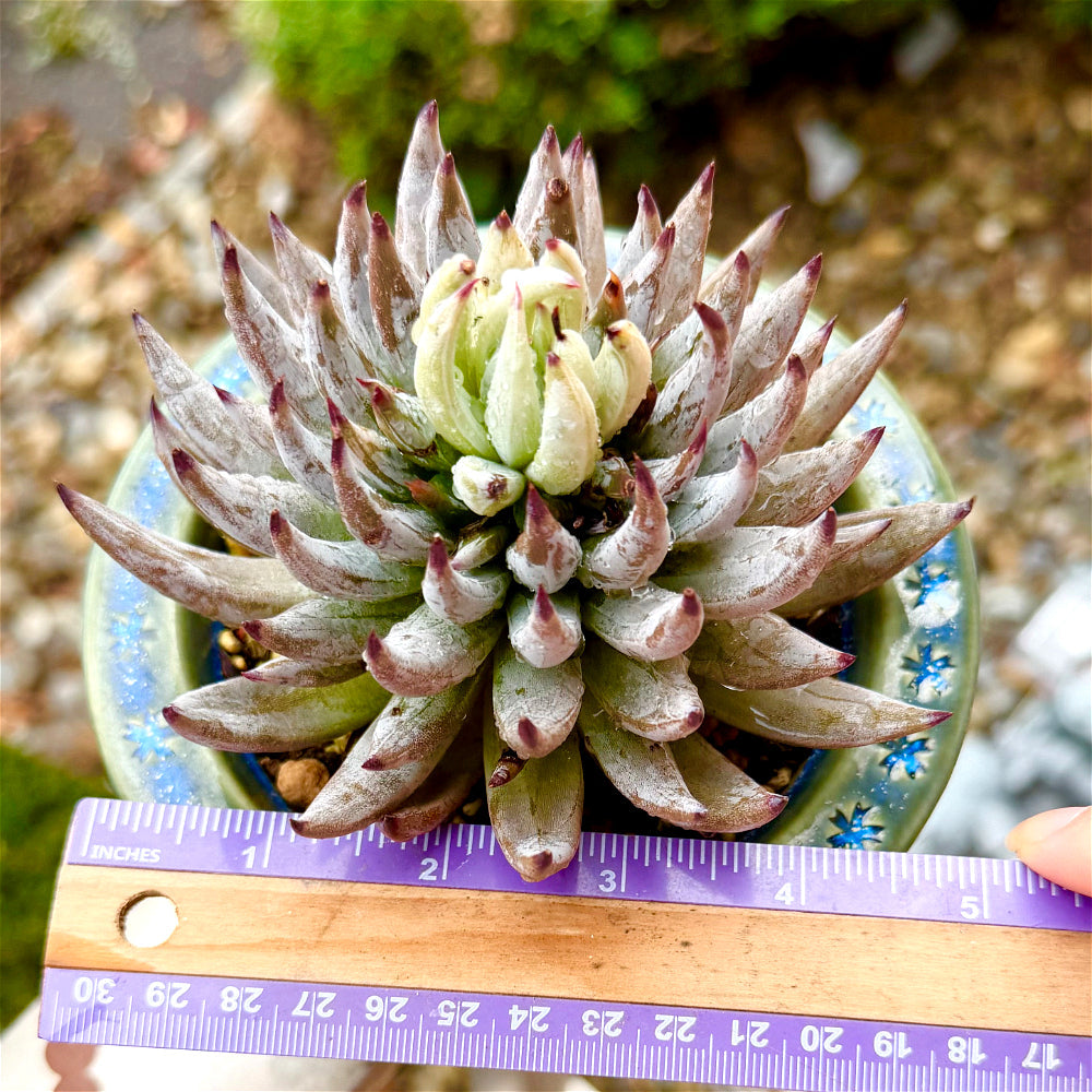 Echeveria unguiculata 4.5"-5" Rare Succulent - Boutique Live Plant WYSIWYG - Exact Plant Shown 1 of 1