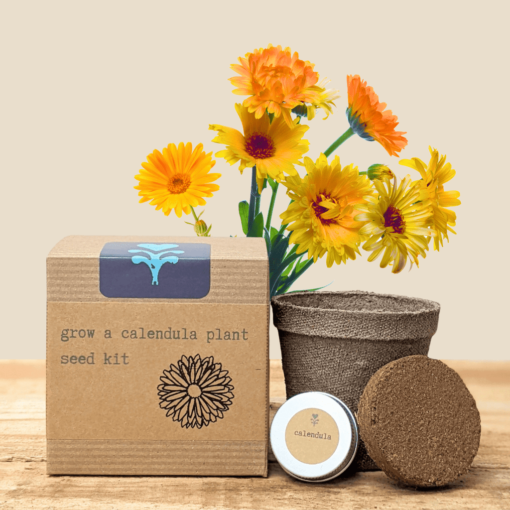 Calendula Beginner Grow Kit