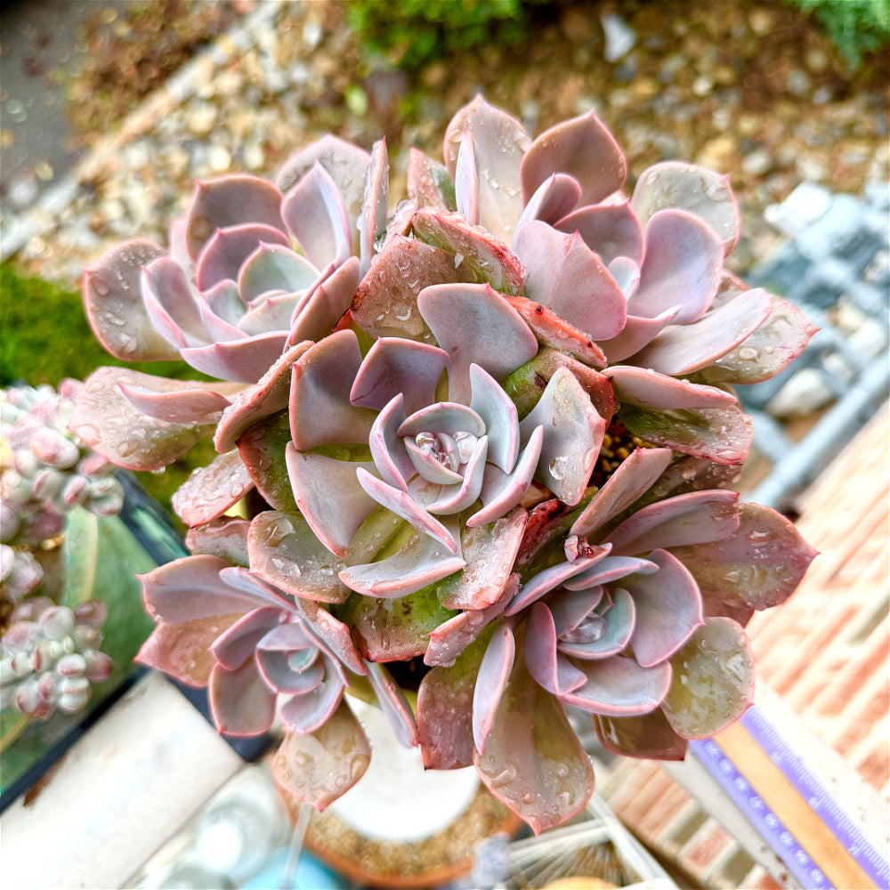 Echeveria 'Dusty Rose' - 7.5" Collector Grade Succulent - Exact Plant Shown 1 of 1 - WYSIWYG Rare Boutique Plant