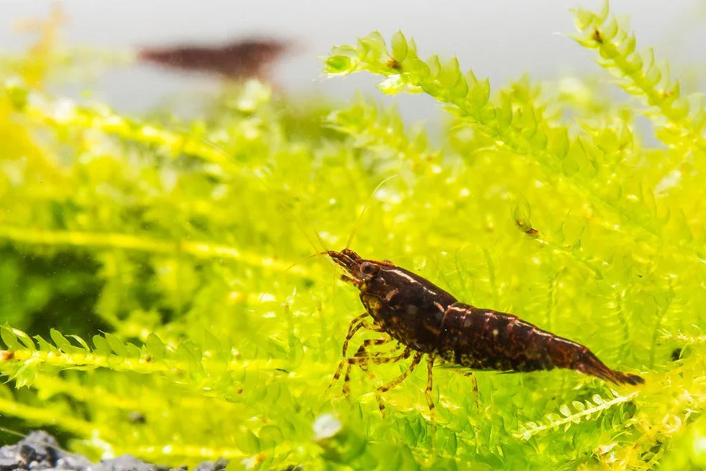 Chocolate Shrimp | The Sunken Garden’s Little Chocolatiers