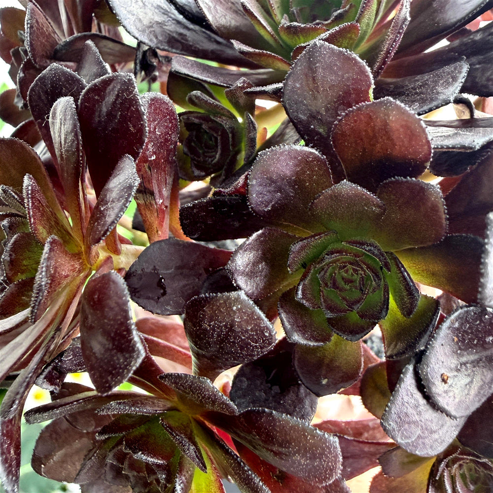 Aeonium Arboreum 'Black Rose' ~4"-5" Multi-stemmed Clustered - Rare Succulent Live Plant - Dark Rosettes Mature Bouquet Structure