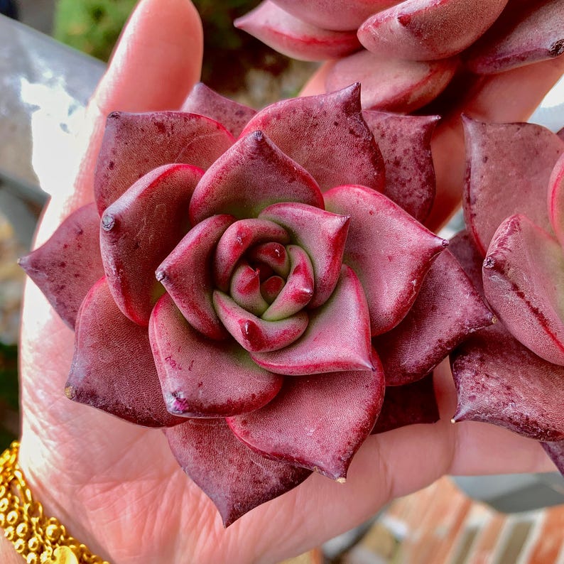 Echeveria Agavoides 'Romeo' 1.5"-2" Single Succulent Plant - Known For Its Star-like Rose Form