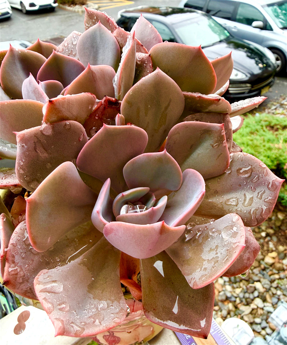 Echeveria 'Dusty Rose' - 7.5" Collector Grade Succulent - Exact Plant Shown 1 of 1 - WYSIWYG Rare Boutique Plant