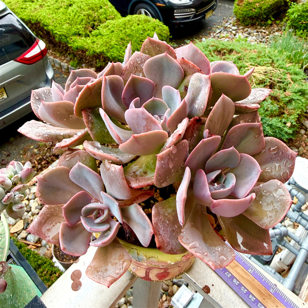 Echeveria 'Dusty Rose' - 7.5" Collector Grade Succulent - Exact Plant Shown 1 of 1 - WYSIWYG Rare Boutique Plant
