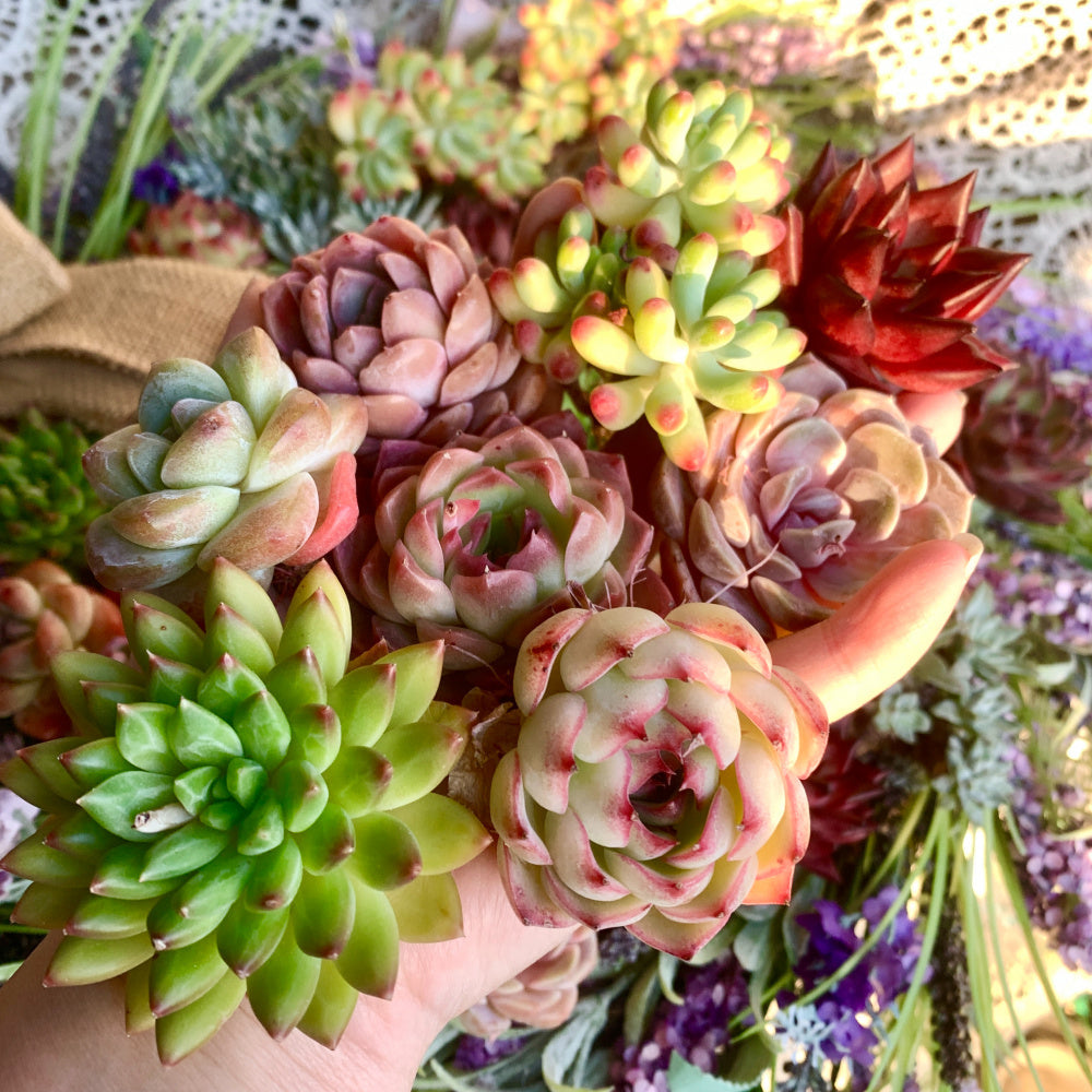 12-pcs 2"-3" Premium Assorted Succulents - Large Mix Plants Random Rare Succulents