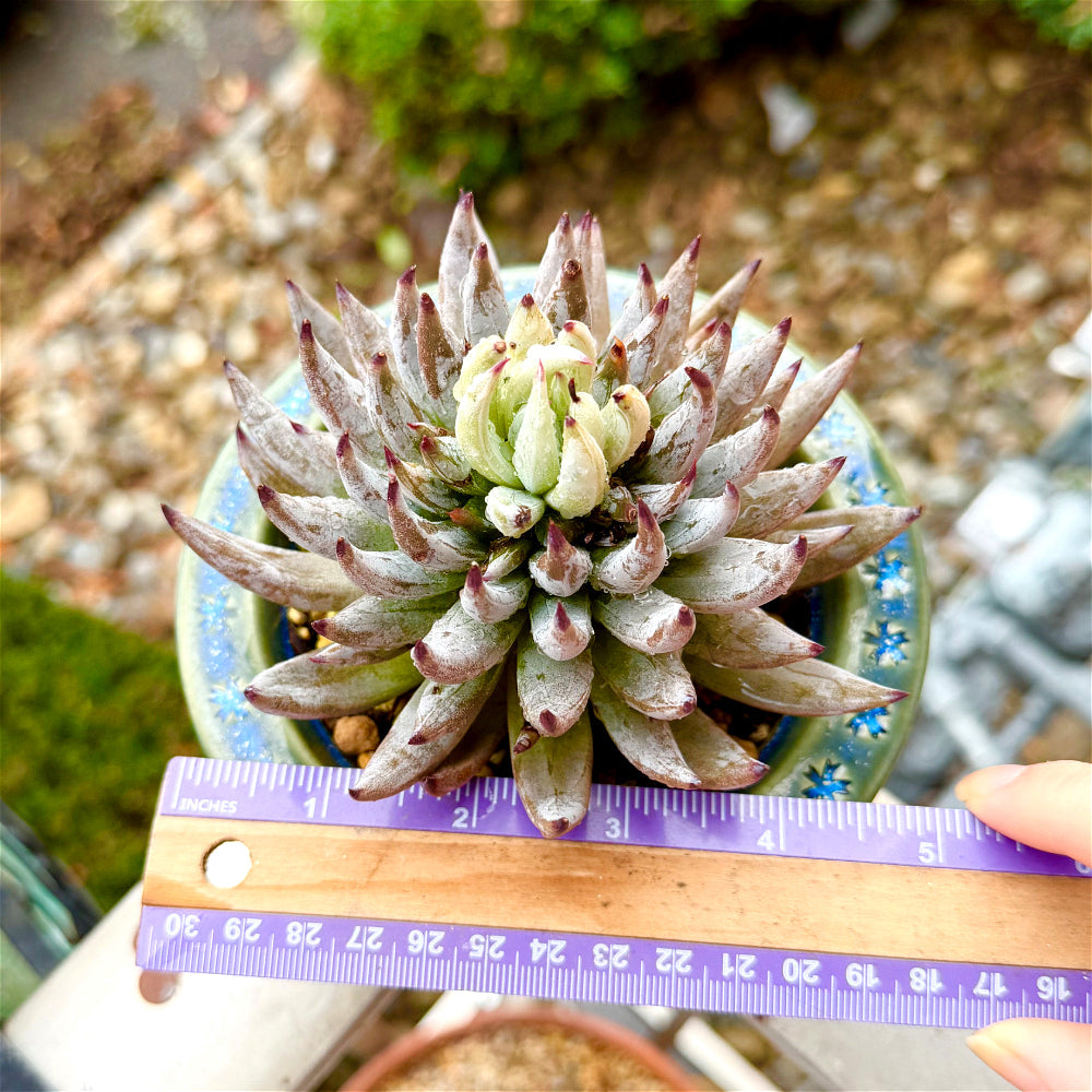 Echeveria unguiculata 4.5"-5" Rare Succulent - Boutique Live Plant WYSIWYG - Exact Plant Shown 1 of 1