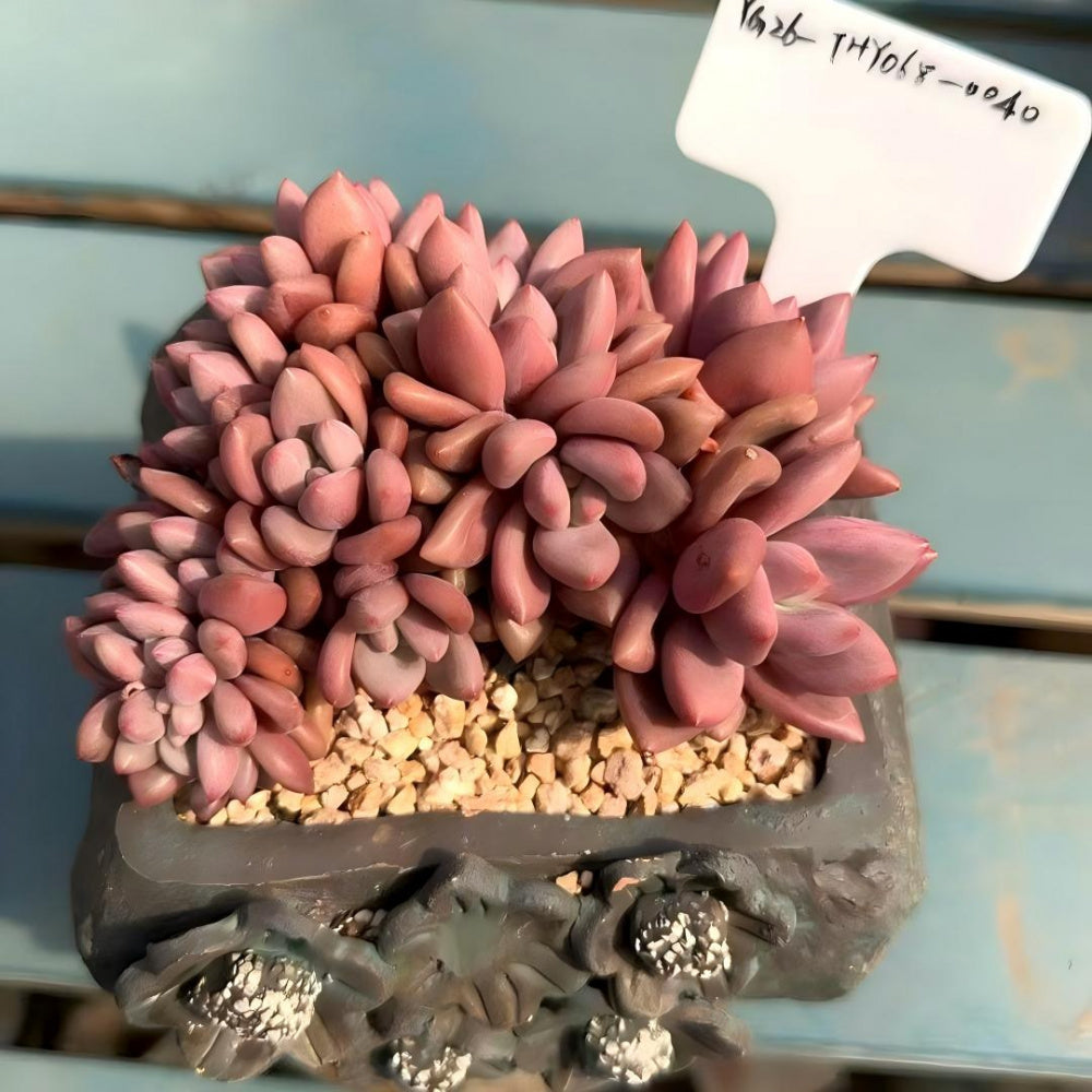 THY068-0040 Rare 4-year-old Large Live Succulent - Echeveria 'Peach Blossom Spring' - A Unique Gift For Plant Lovers