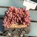 THY068-0040 Rare 4-year-old Large Live Succulent - Echeveria 'Peach Blossom Spring' - A Unique Gift For Plant Lovers