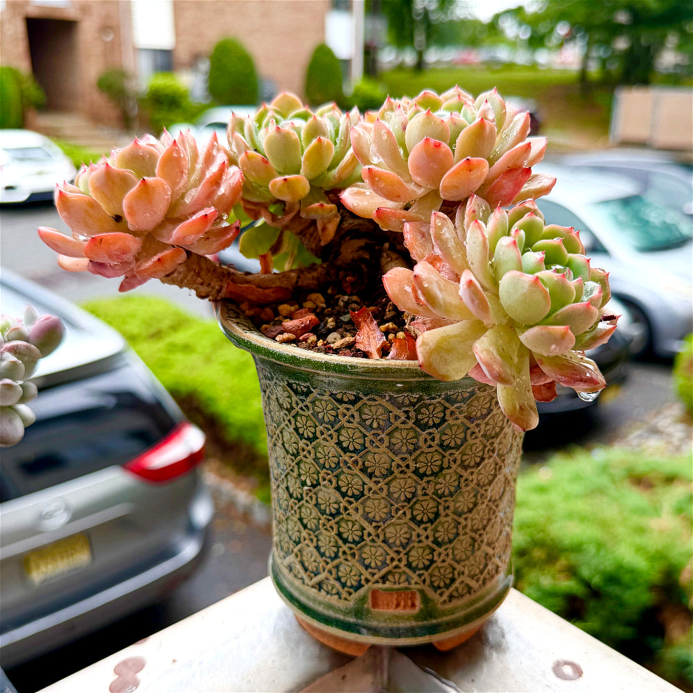 Echeveria 'Rosy Glow' Crested - 7" Rare Collectible Succulent - WYSIWYG Live Plant One-of-a-Kind - Exact Plant Shown