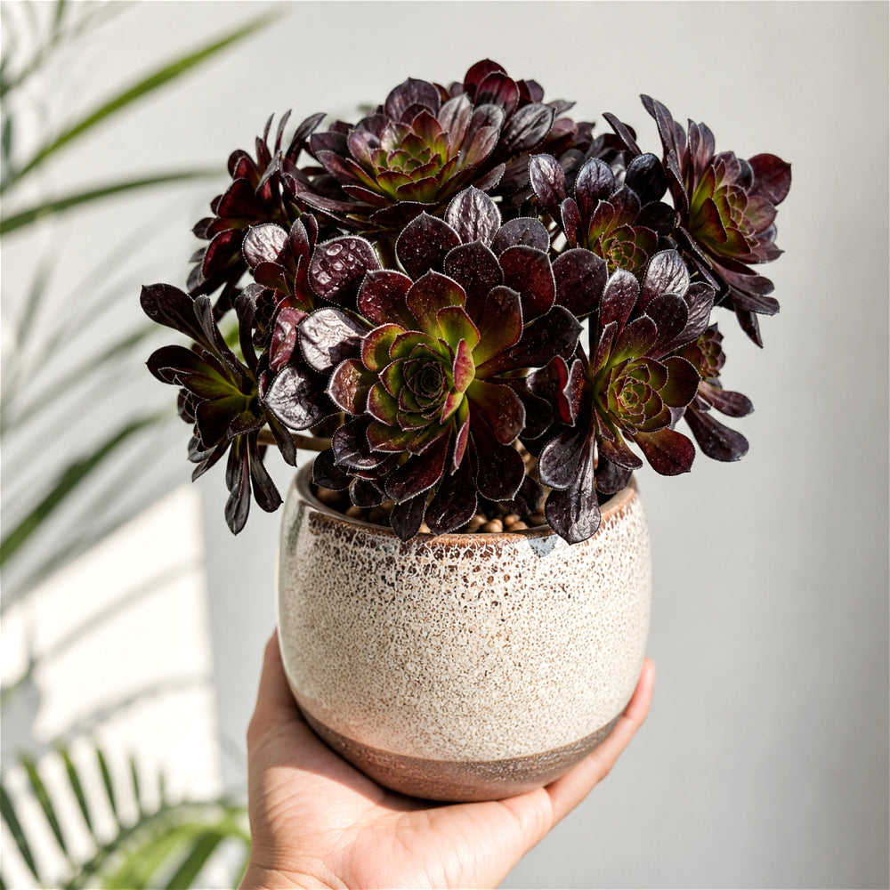 Aeonium Arboreum 'Black Rose' ~4"-5" Multi-stemmed Clustered - Rare Succulent Live Plant - Dark Rosettes Mature Bouquet Structure