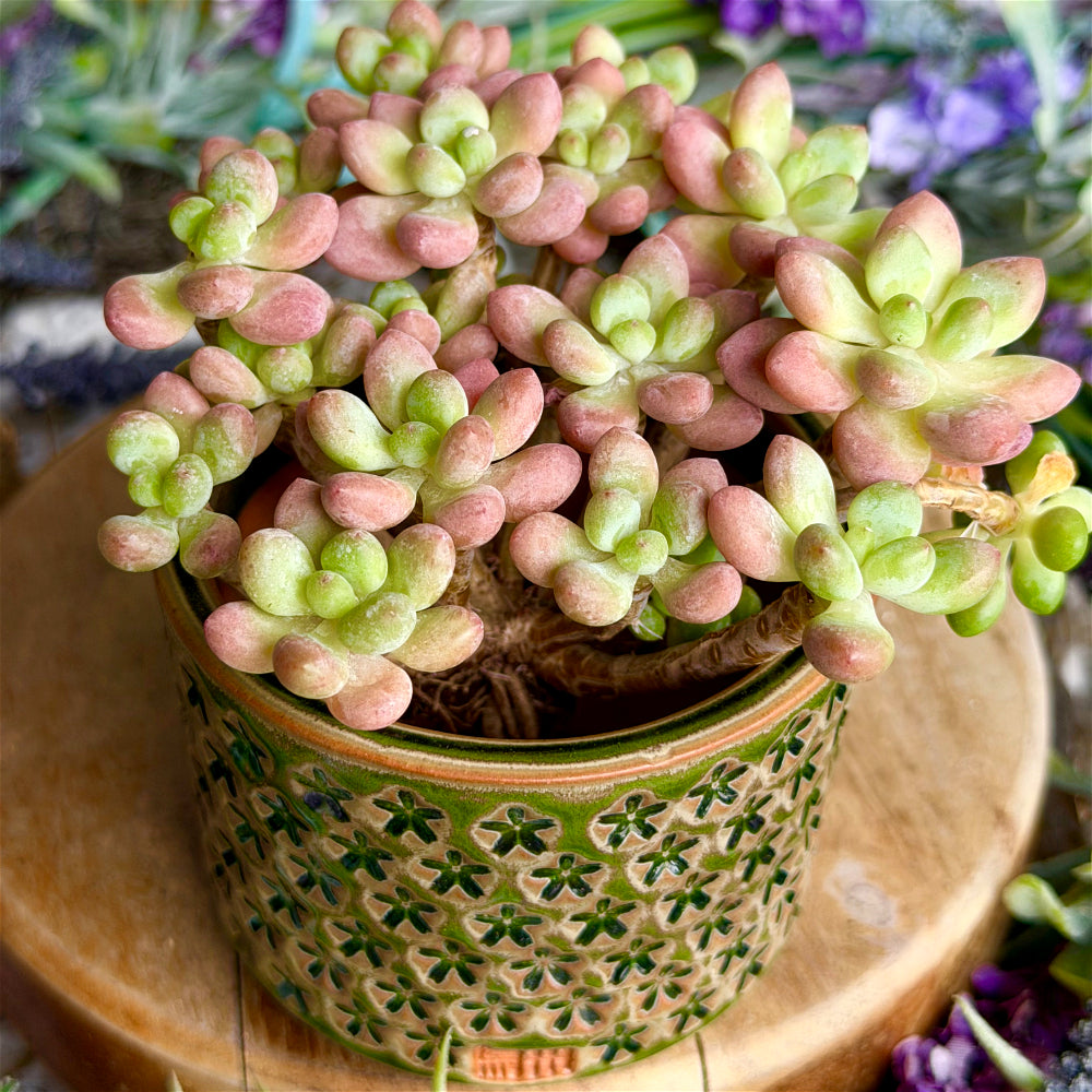 WS-0063 Rustic Handmade Clay Planter Pot - Pot Rim Diameter: ~3"