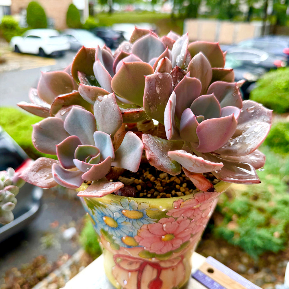 Echeveria 'Dusty Rose' - 7.5" Collector Grade Succulent - Exact Plant Shown 1 of 1 - WYSIWYG Rare Boutique Plant