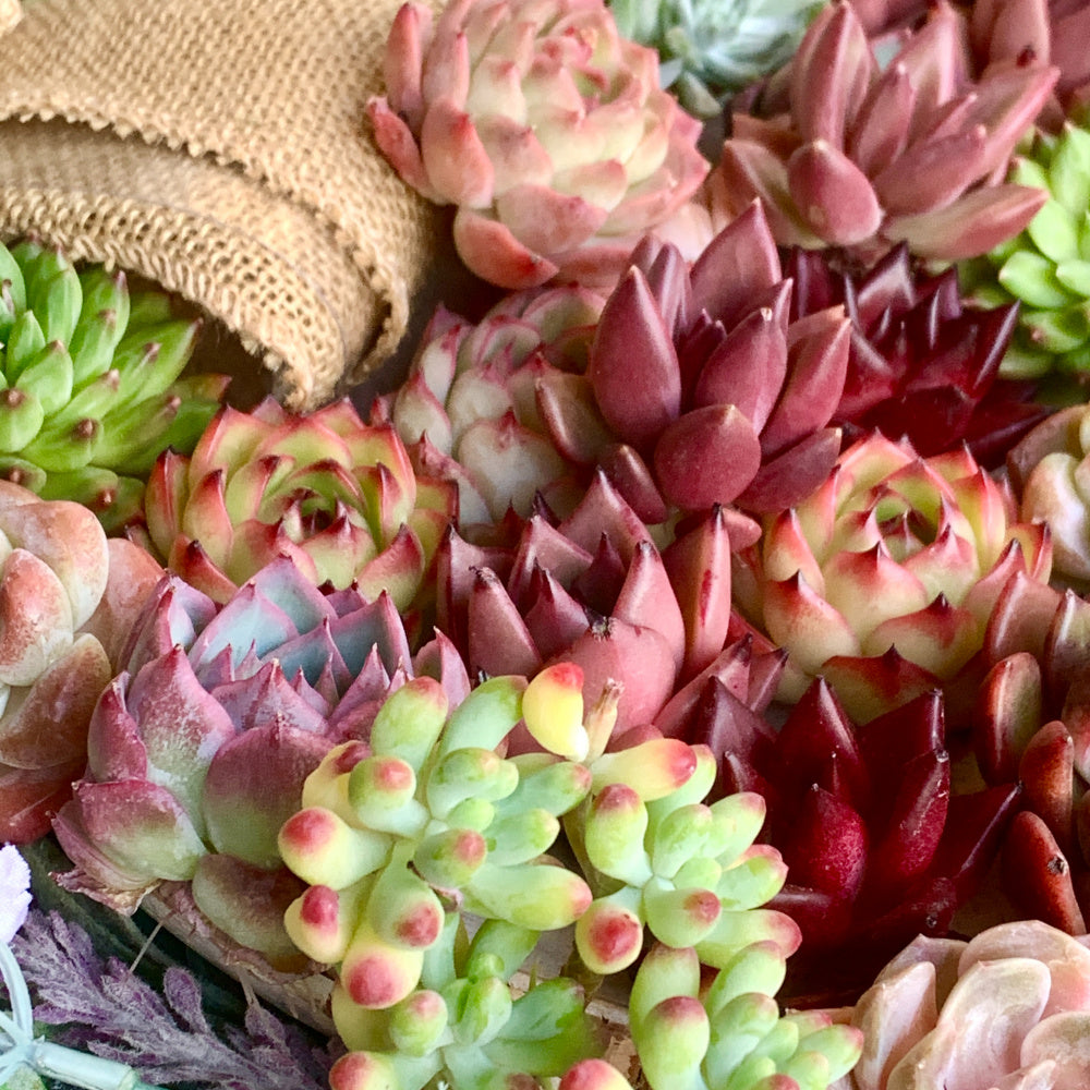 6 Pack Large Premium Assorted Succulents - Diameter 2"-3" Mix Plants Random Rare Succulents