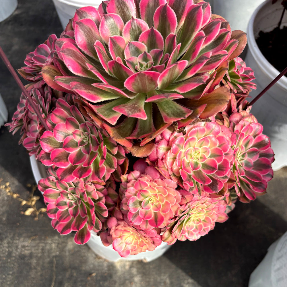 Aeonium 'Face Powder' Variegata - Extra-Large 10"-12" Mature Plant - Striking Shrublet Succulent Famed For Its Temperature-Driven Color Shifts