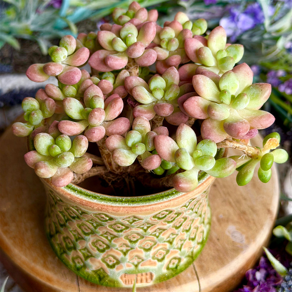WS-0062 Artisan Handcrafted Pottery Planter Pot - Pot Rim Diameter: ~3"