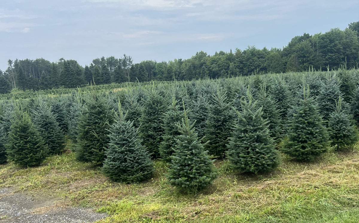 Real Christmas Trees Delivered 5 Foot Premium Fraser Fir