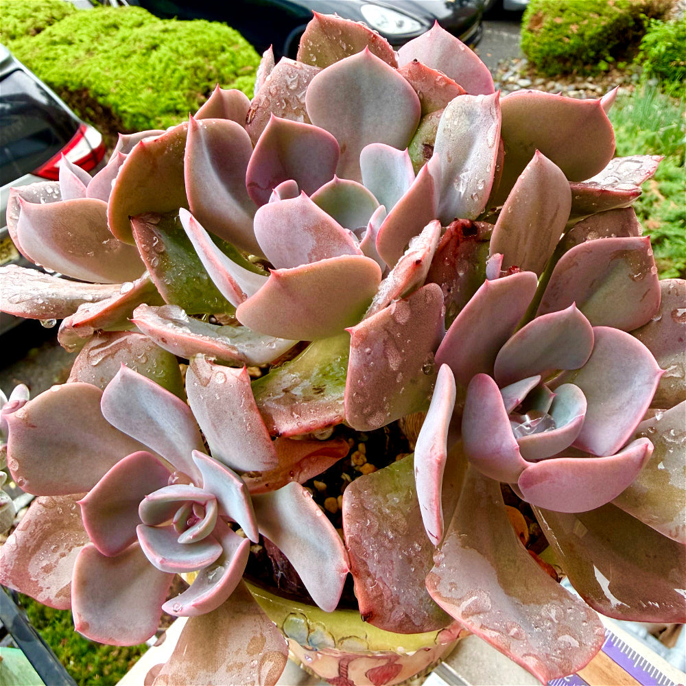 Echeveria 'Dusty Rose' - 7.5" Collector Grade Succulent - Exact Plant Shown 1 of 1 - WYSIWYG Rare Boutique Plant