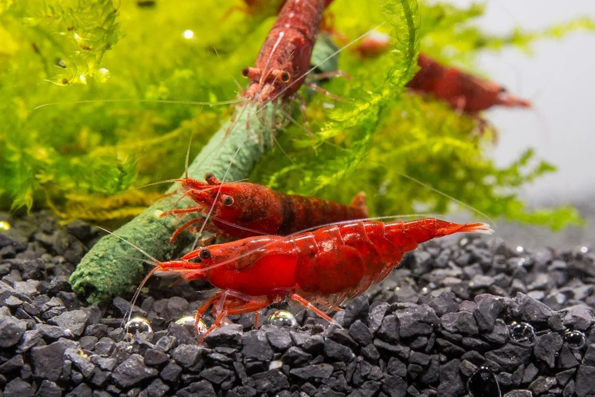 Red Cherry Shrimp | The Little Ruby Thieves