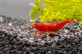 Red Cherry Shrimp | The Little Ruby Thieves