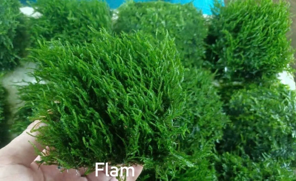 Flame Moss | Live Aquarium Plant Moss