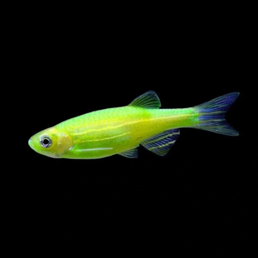 Zebra Danios | The Striped Speedsters