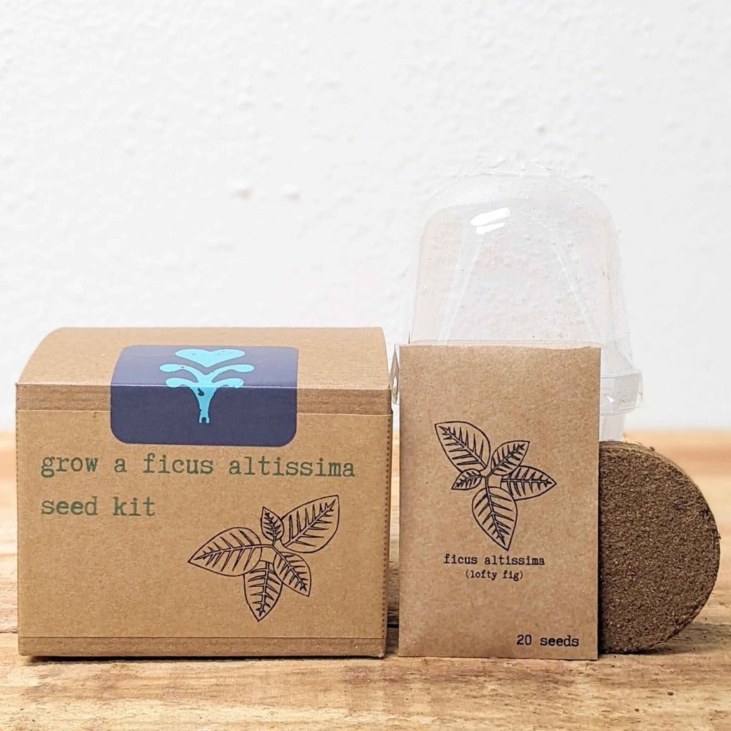 Grow a Ficus Altissima Seed Kit
