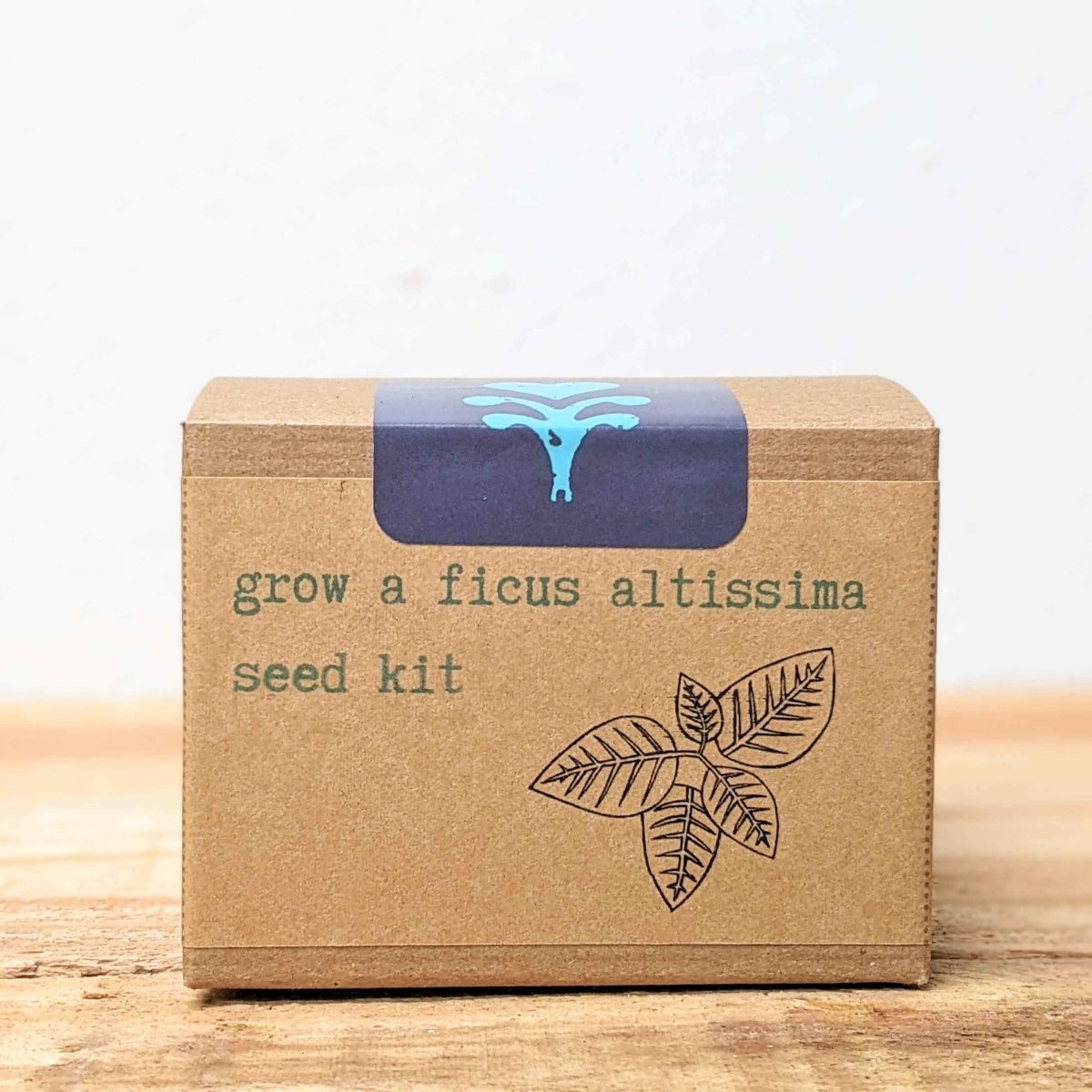 Grow a Ficus Altissima Seed Kit
