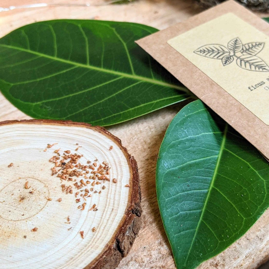 Grow a Ficus Altissima Seed Kit
