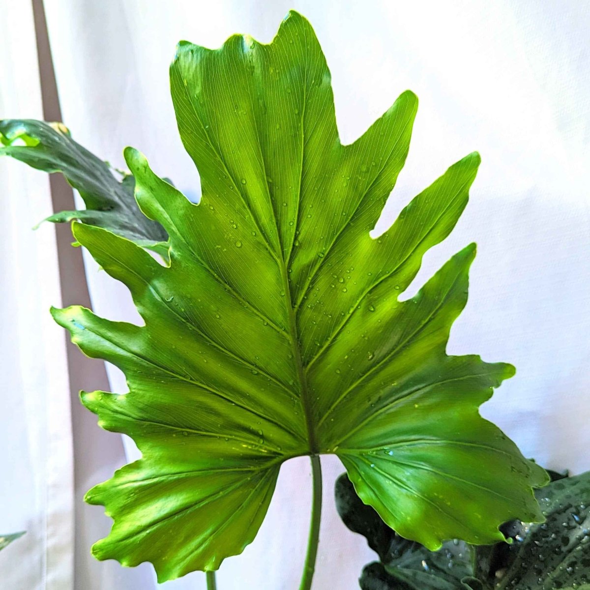 Grow a Philodendron Seed Kit
