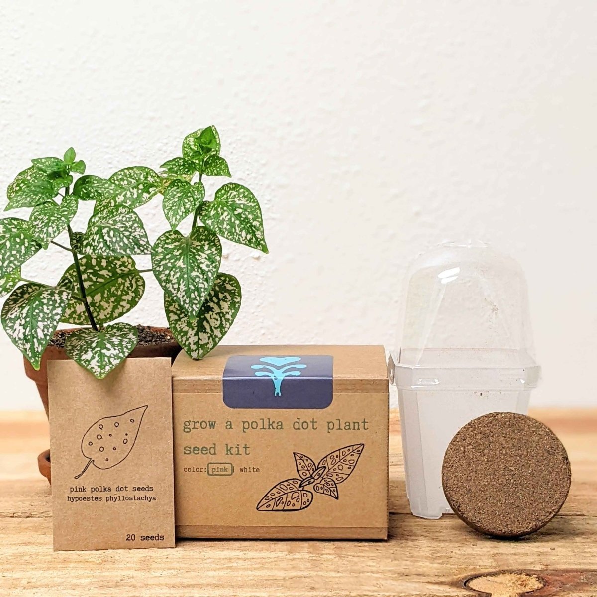 Grow a Polka Dot Seed Kit