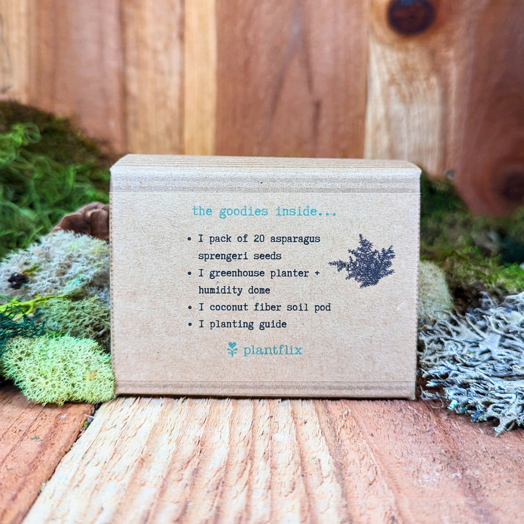 Grow an Asparagus Fern Plant Seed Kit