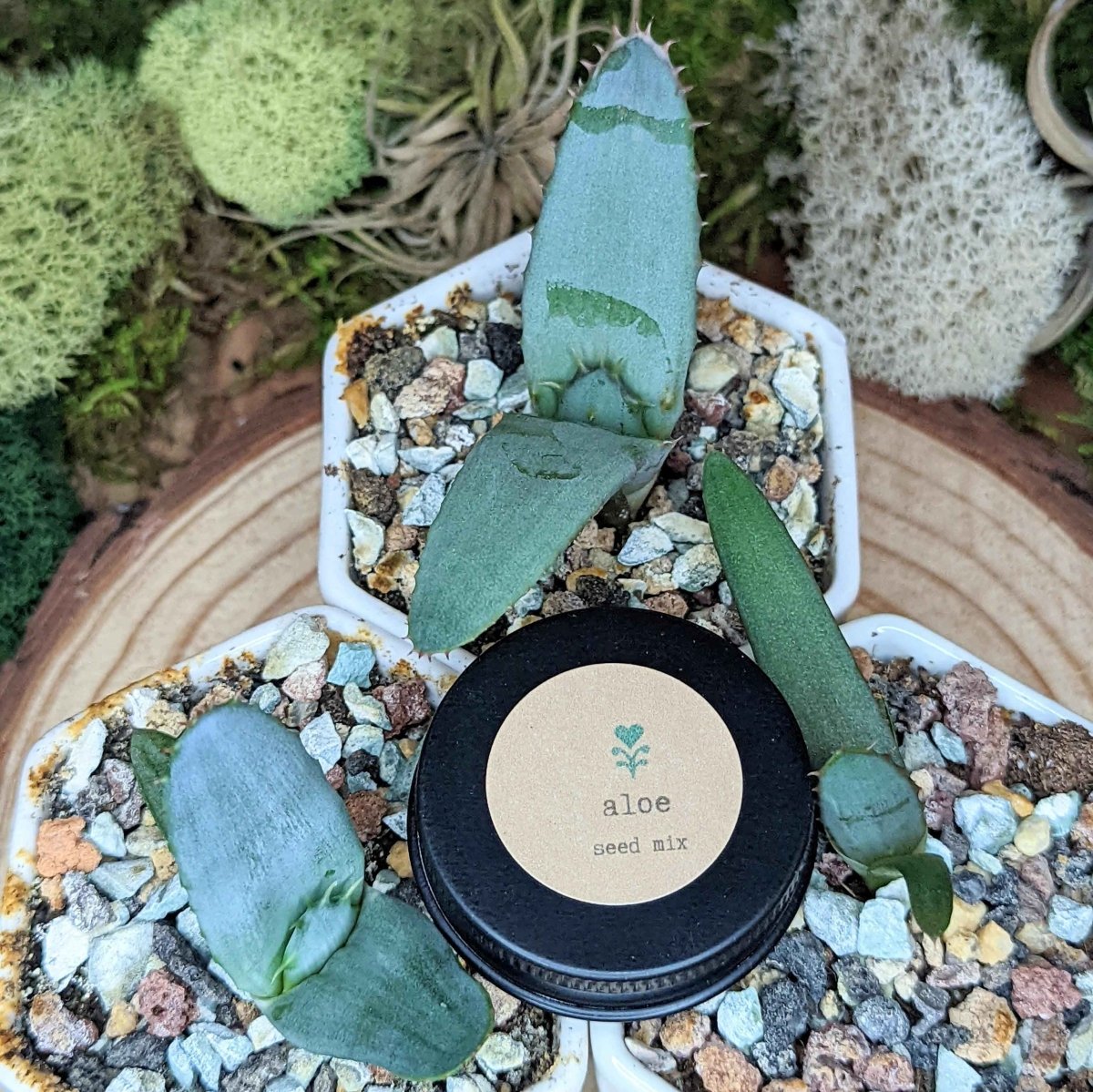 "Houseplant Adventurer" Houseplant Seed Collection