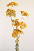 Dried Yellow Yarrow | California-Grown Preserved Flowers