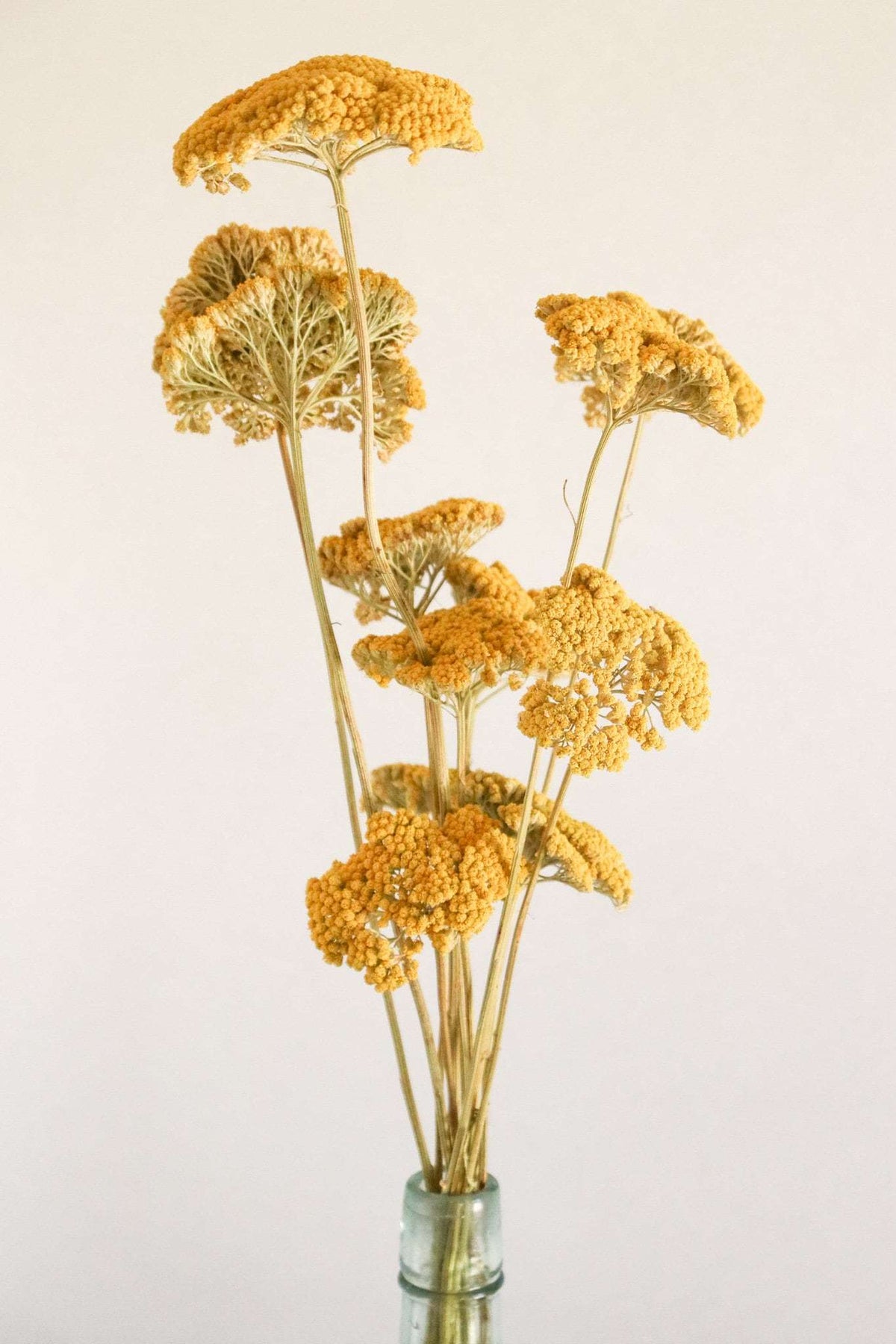 Dried Yellow Yarrow | California-Grown Preserved Flowers