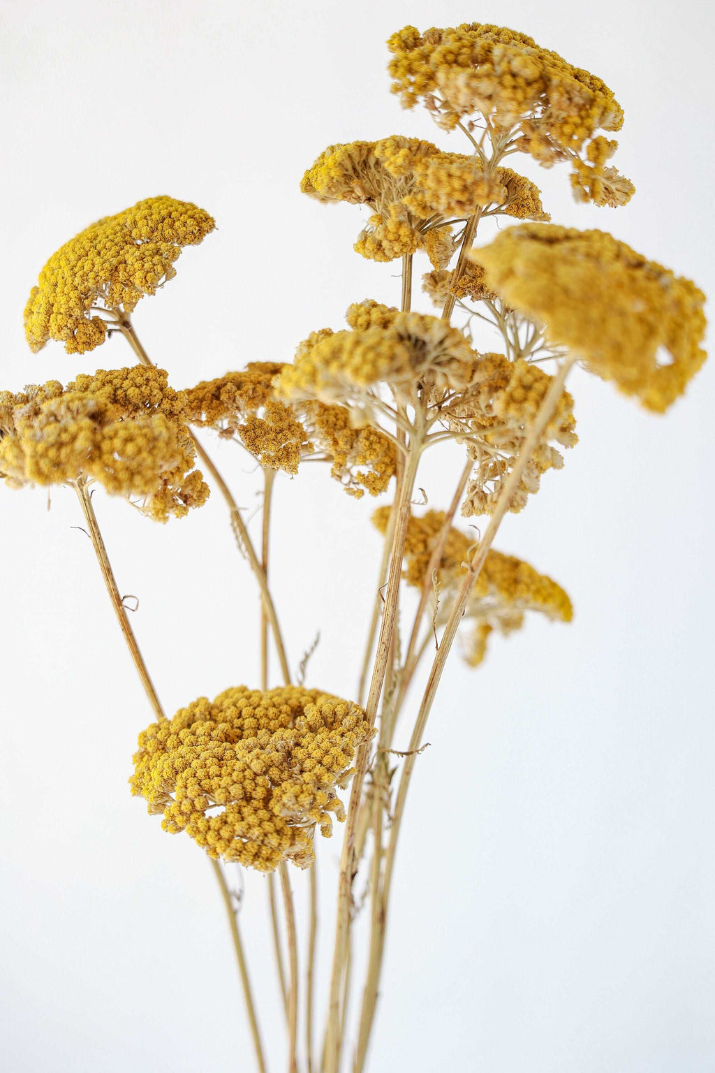 Dried Yellow Yarrow | California-Grown Preserved Flowers