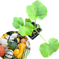 Small Gourd Mix Plant in 2.5-Inch Pot, Cucurbita pepo, Decorative Autumn Gourds for Halloween & Fall Decor