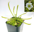 Drosera capensis alba white flower [Fungus gnat catcher]