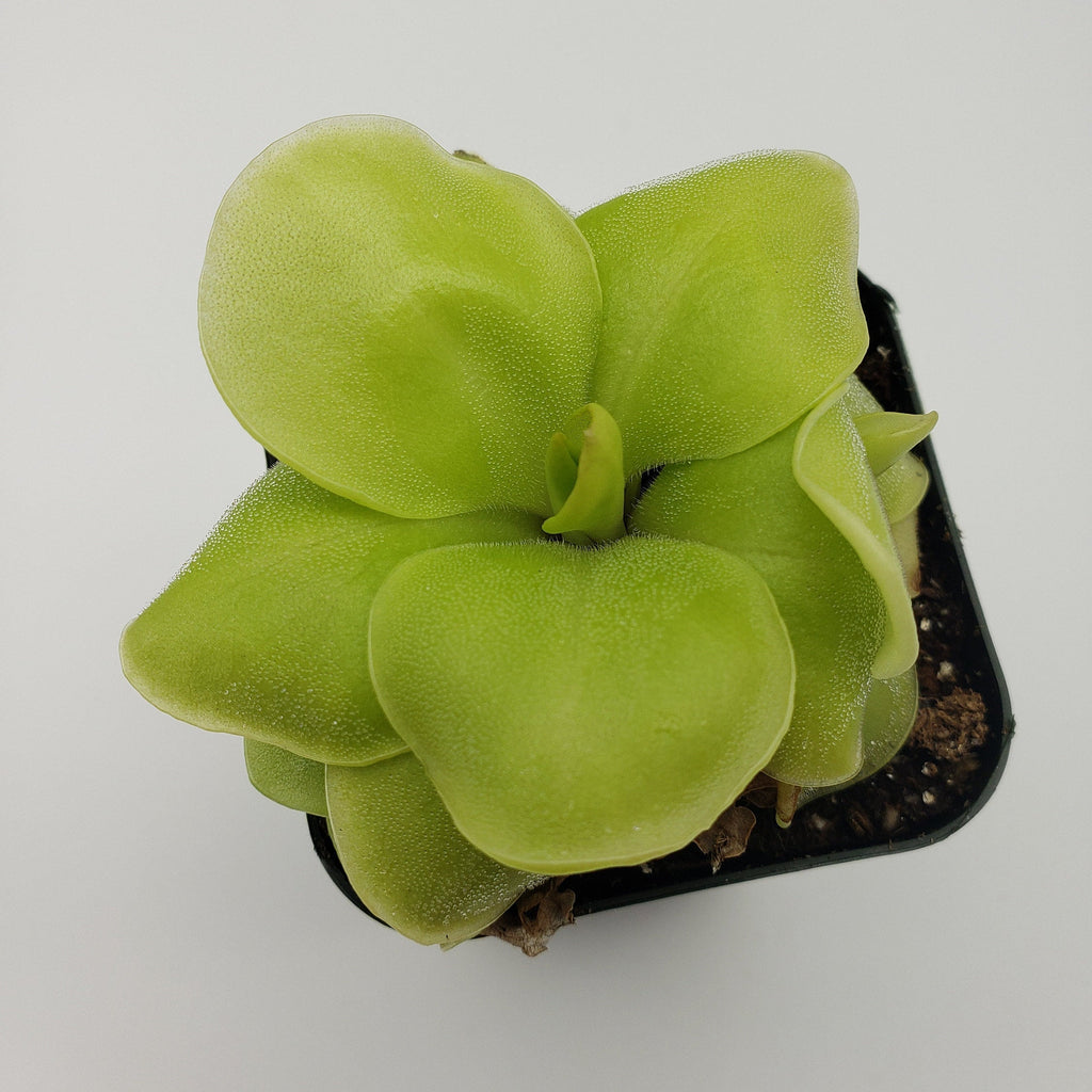 Pinguicula Huahuapan