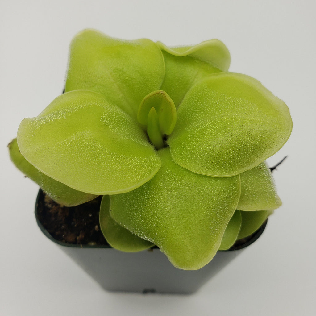 Pinguicula Huahuapan