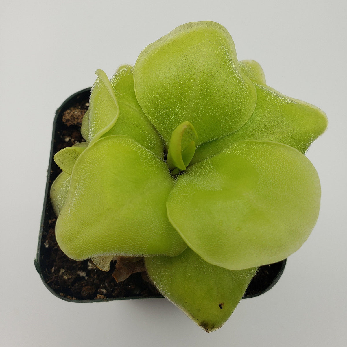 Pinguicula Huahuapan