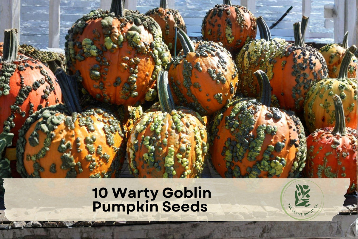 Warty Goblin Pumpkin Seeds, Ornamental, Bumpy Warts, Mixed Colors, Non-GMO, Fall Decor, Halloween, Garden Planting