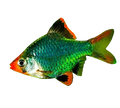 Green Tiger Barb | The Emerald Rebel