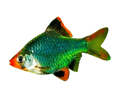 Green Tiger Barb | The Emerald Rebel